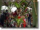 Tropiske planter...